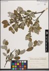 Foto von Salix caprea L. x Salix repens L.
